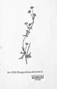 Phragmidium fragariae image